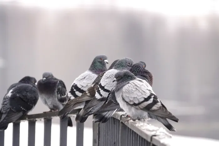Framed Print : Pigeons in Winter, Germany Print