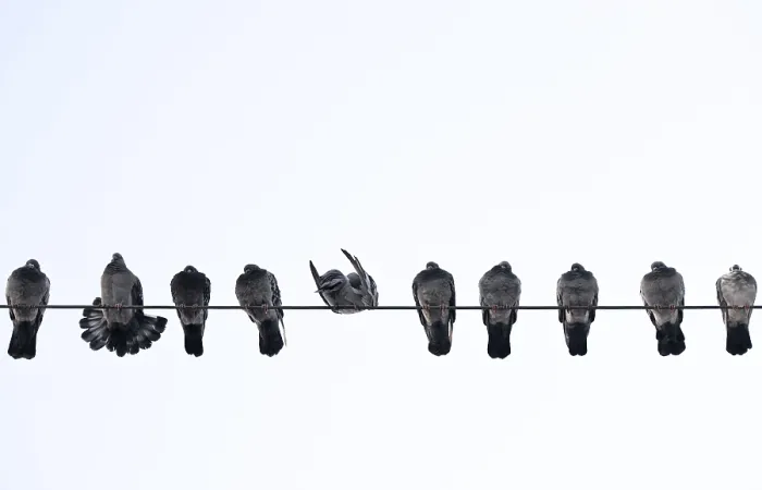 Framed Print : Pigeons on a Wire Print Framed Print : Pigeons on a Wire Print