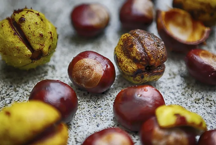Framed Print : A Pile of Chestnuts Print Framed Print : A Pile of Chestnuts Print
