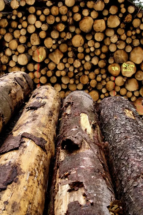 Framed Print : Piled up trunks of firs Print, 19th Century Framed Print : Piled up trunks of firs Print, 19th Century