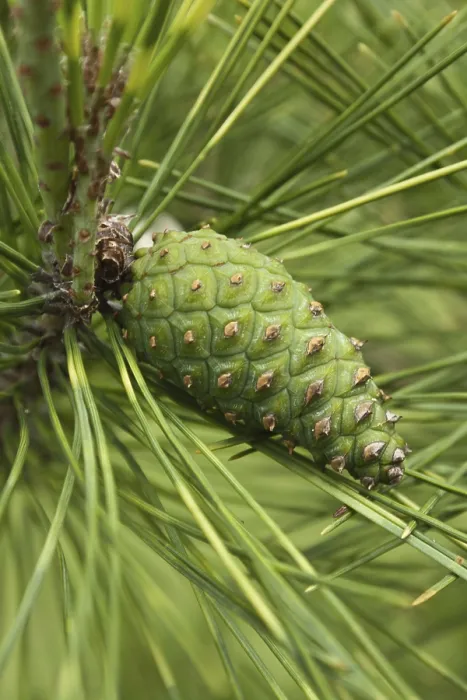 Framed Print : Pine Cone Closeup Print Framed Print : Pine Cone Closeup Print