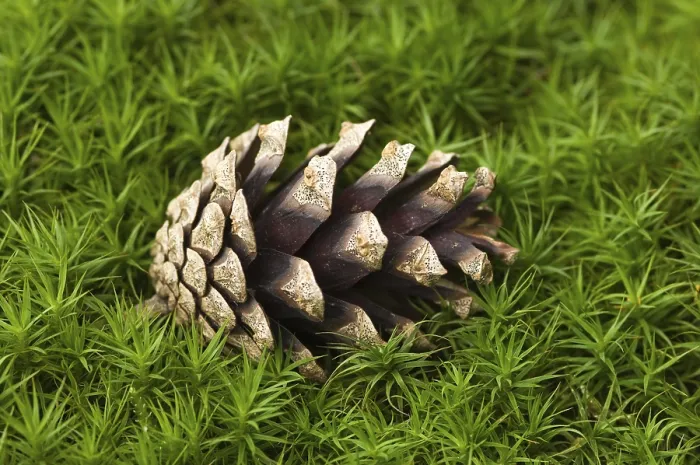 Framed Print : Pine Cone on Moss Print - Nature Still Life Framed Print : Pine Cone on Moss Print - Nature Still Life