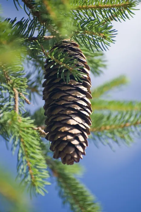 Framed Print : Pine Cone on a Tree Print