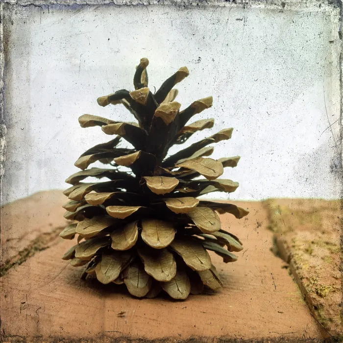 Framed Print : Pine Cones Print - Close-Up of Pine Cones Framed Print : Pine Cones Print - Close-Up of Pine Cones