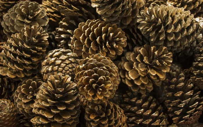 Framed Print : Pine Cones of the Pine Tree Print Framed Print : Pine Cones of the Pine Tree Print