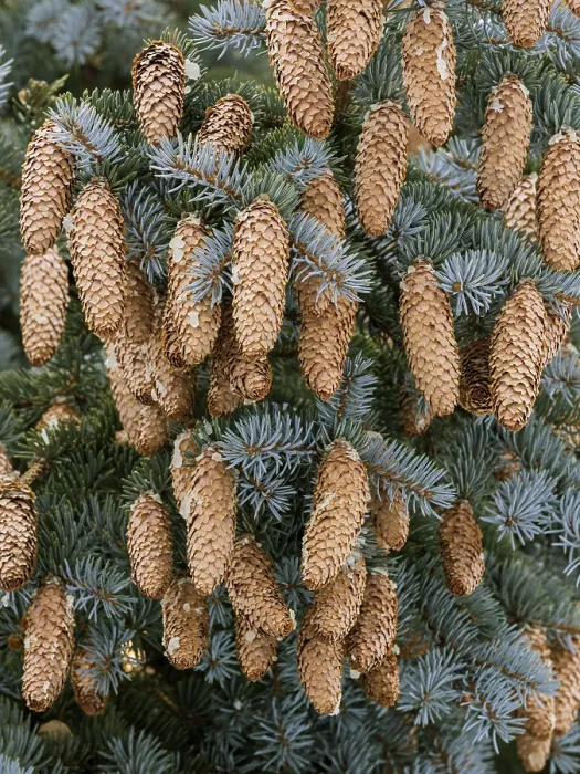 Framed Print : Pine Cones on Tree, Austria Print Framed Print : Pine Cones on Tree, Austria Print