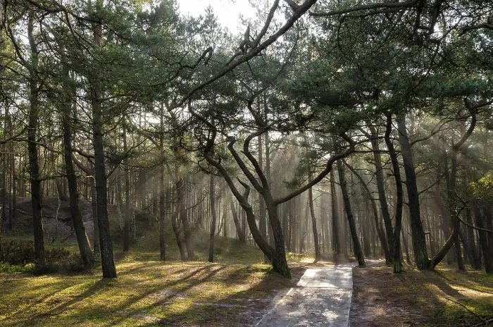 Framed Print : Pine Forest Print: Dense Canopy Framed Print : Pine Forest Print: Dense Canopy