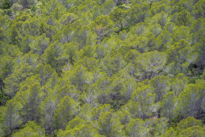 Framed Print : Pine Forest Print, Majorca, Spain