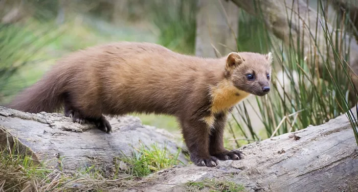 Framed Print : Pine Marten Captive Print Framed Print : Pine Marten Captive Print