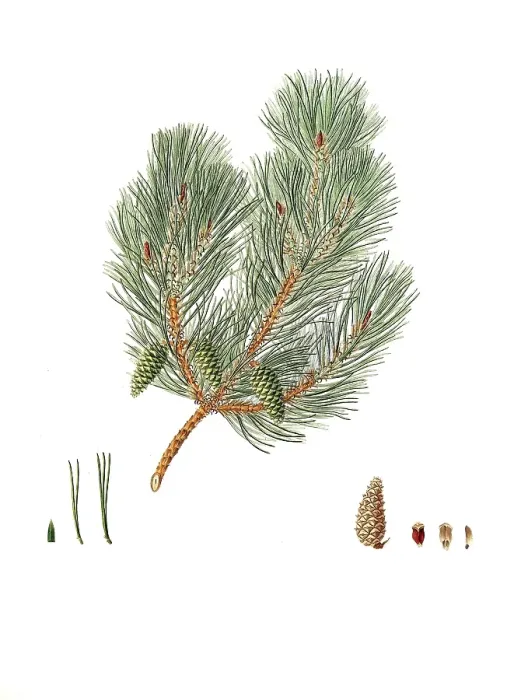 Framed Print : Digitally enhanced reproduction of a botanical print Framed Print : Digitally enhanced reproduction of a botanical print