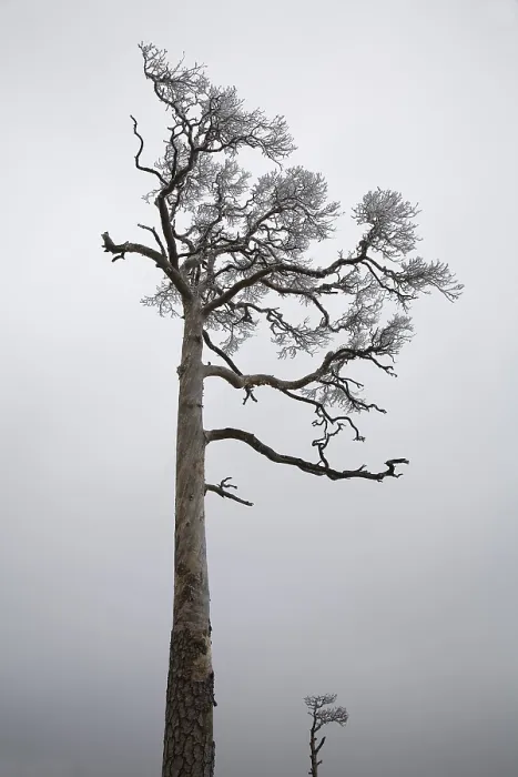 Framed Print : Winter Pine (Pinus) Print Framed Print : Winter Pine (Pinus) Print