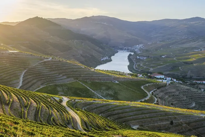 Framed Print : Douro Valley Sunrise Print: Pine Trees Framing the River Framed Print : Douro Valley Sunrise Print: Pine Trees Framing the River