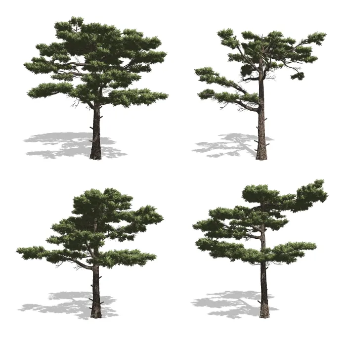 Framed Print : Pine Trees Print - Isolated on White Background Framed Print : Pine Trees Print - Isolated on White Background