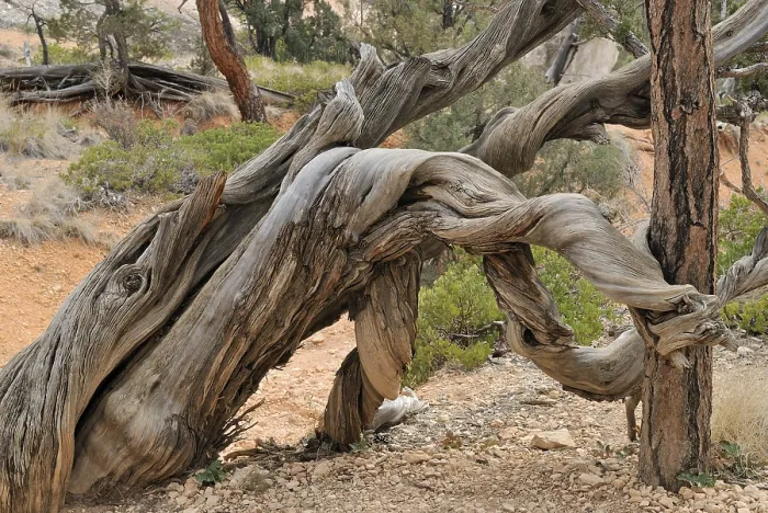 Framed Print : Twisted Pine Trunk Print, Bryce Canyon National Park Framed Print : Twisted Pine Trunk Print, Bryce Canyon National Park