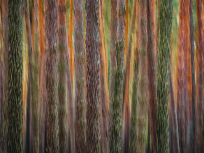 Framed Print : Pine Trunks in Line and Structure Print, Germany Framed Print : Pine Trunks in Line and Structure Print, Germany