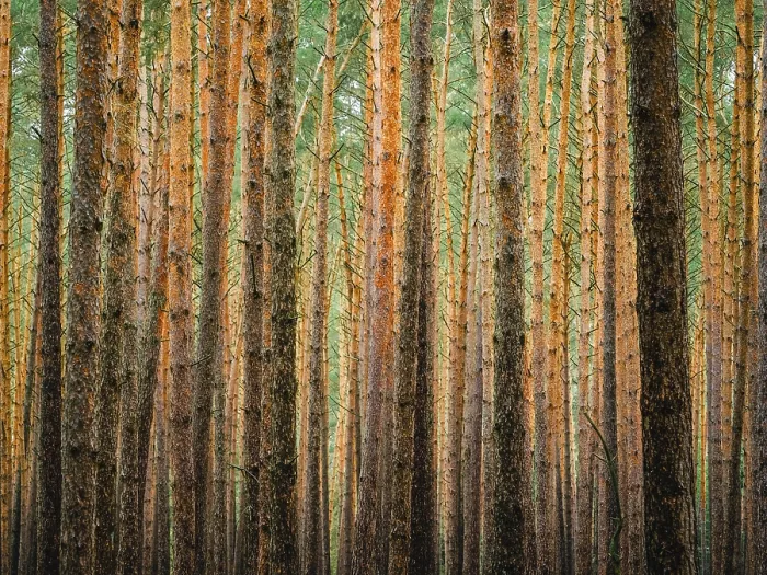 Framed Print : Pine Trunks in Line and Structure Print, Germany Framed Print : Pine Trunks in Line and Structure Print, Germany