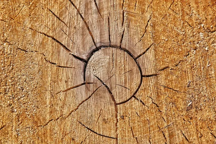 Framed Print : Pine Wood Tree Disc Print
