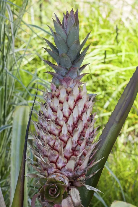 Framed Print : Pineapple Print - Ananas comosus Framed Print : Pineapple Print - Ananas comosus