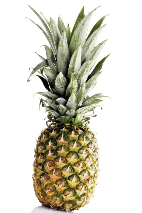 Framed Print : Pineapple Print - Ananas comosus Framed Print : Pineapple Print - Ananas comosus