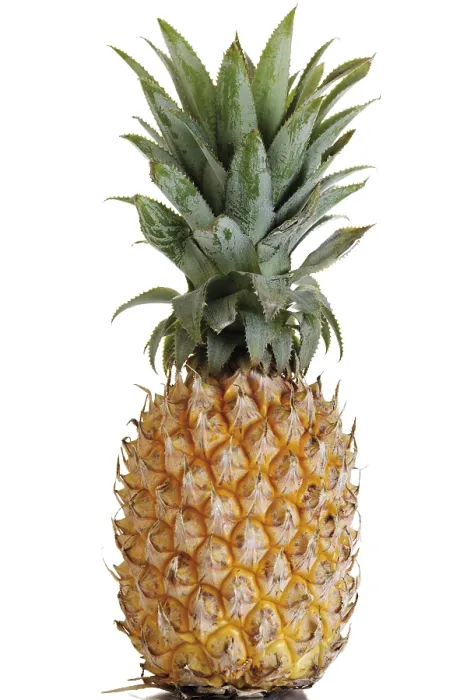 Framed Print : Pineapple Print - Ananas comosus Framed Print : Pineapple Print - Ananas comosus