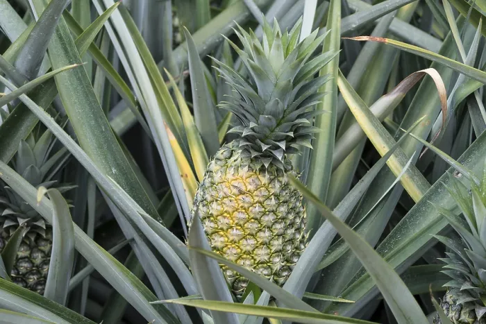 Framed Print : Pineapple Field Print, Costa Rica