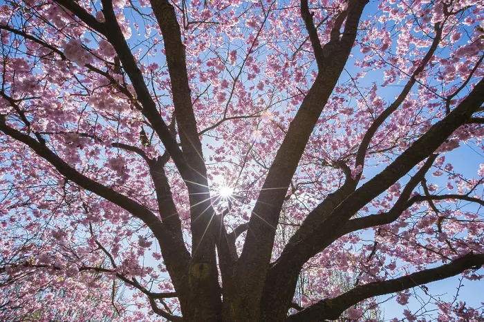 Framed Print : Pink Cherry Tree in Spring Print, Baden-Wurttemberg, Germany Framed Print : Pink Cherry Tree in Spring Print, Baden-Wurttemberg, Germany