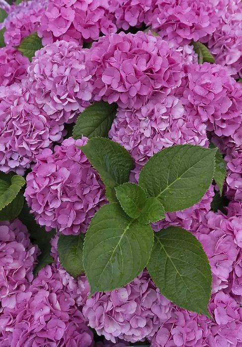 Framed Print : Pink Flowering Bigleaf Hydrangea Print, Germany
