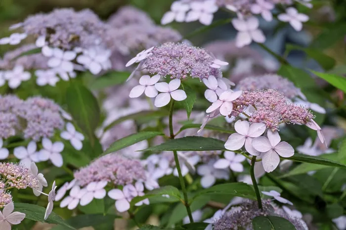Framed Print : Pink Plate Hydrangea Print Framed Print : Pink Plate Hydrangea Print