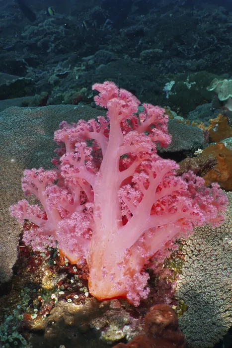 Framed Print : A Pink Tree Coral Print Framed Print : A Pink Tree Coral Print