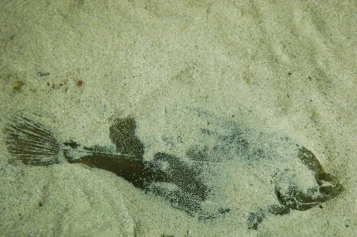 Framed Print : Plaice in the sand Print Framed Print : Plaice in the sand Print