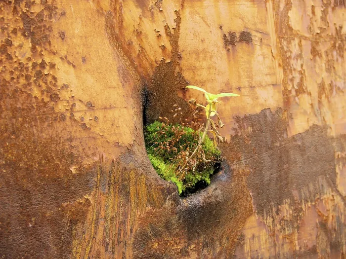 Framed Print : Plant Growth in a Rusty Container Print Framed Print : Plant Growth in a Rusty Container Print