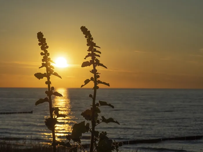 Framed Print : Two Plants at Sunset Print, Ahrenshoop, Baltic Sea Germany Framed Print : Two Plants at Sunset Print, Ahrenshoop, Baltic Sea Germany