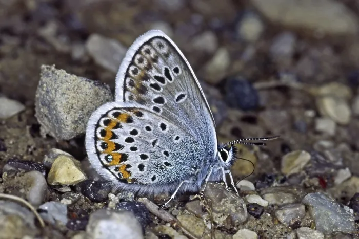 Framed Print : Plebeius argus Print - Common Blue Butterfly Framed Print : Plebeius argus Print - Common Blue Butterfly