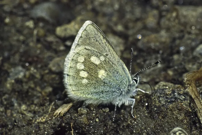 Framed Print : Plebeius orbitulus Print: Pale Alpine Blue Butterfly Framed Print : Plebeius orbitulus Print: Pale Alpine Blue Butterfly