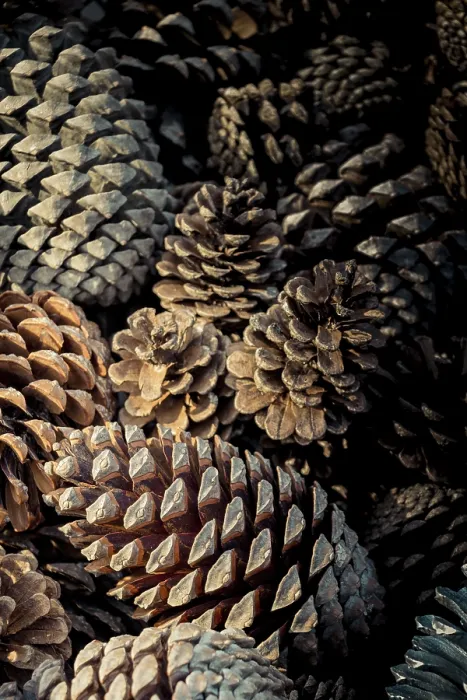 Framed Print : Plenty of Pine Cones Nature Print Framed Print : Plenty of Pine Cones Nature Print