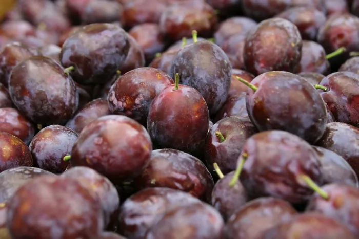 Framed Print : Plum Plum Print by imageBROKER Framed Print : Plum Plum Print by imageBROKER