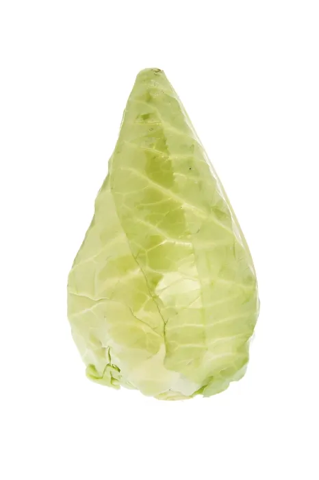 Framed Print : Pointed Cabbage Print, Studio Shot against White Background Framed Print : Pointed Cabbage Print, Studio Shot against White Background