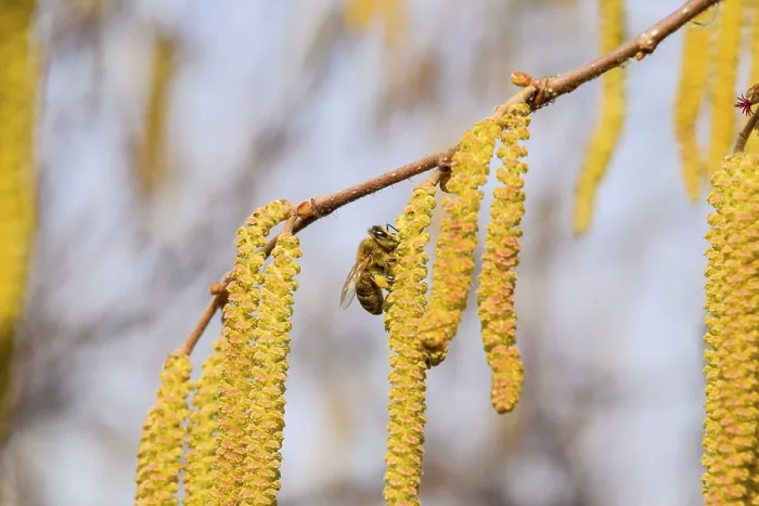 Framed Print : Pollination by Bees Print - Hazelnut in Atyrau, Kazakhstan