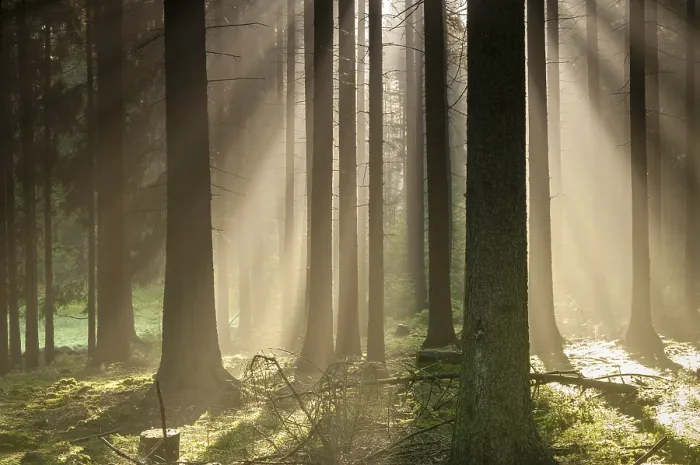Framed Print : Pollwitz Forest, Thuringia - Autumn Landscape Print Framed Print : Pollwitz Forest, Thuringia - Autumn Landscape Print