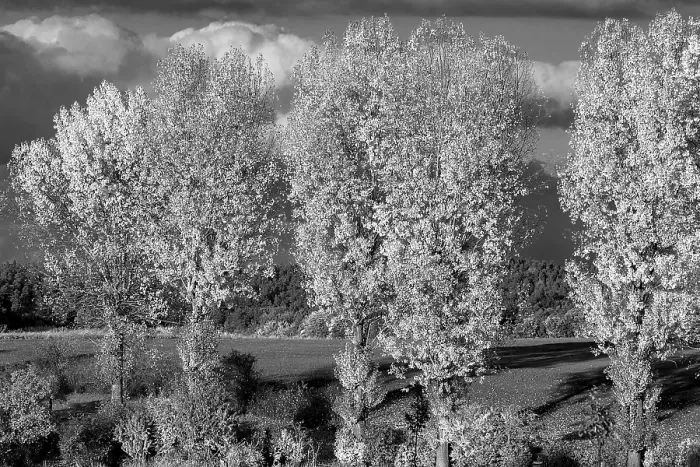 Framed Print : Black and White Poplars Print, Beerbach, Germany Framed Print : Black and White Poplars Print, Beerbach, Germany