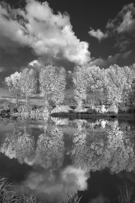 Framed Print : Poplars Reflected in a Pond Print, Bavaria, Germany Framed Print : Poplars Reflected in a Pond Print, Bavaria, Germany