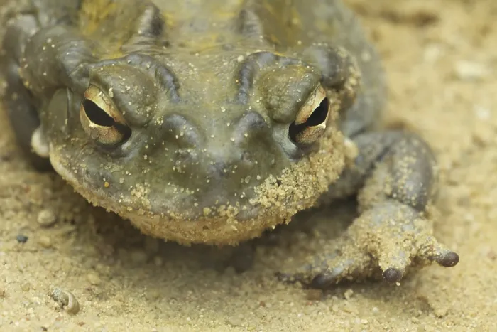 Framed Print : Portrait Print of Sonora Toad (Bufo alvarius) Framed Print : Portrait Print of Sonora Toad (Bufo alvarius)