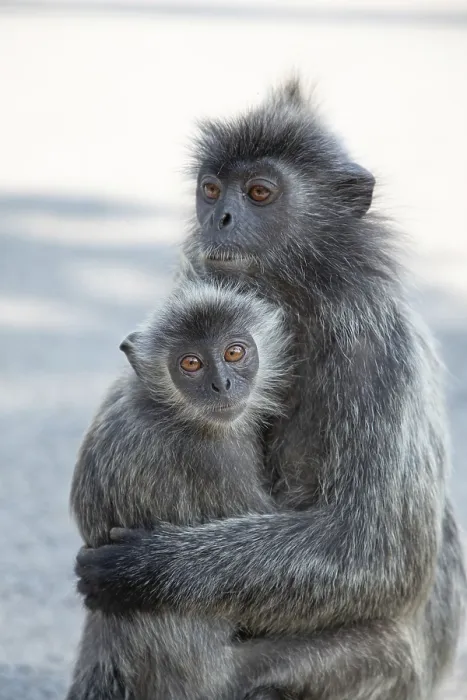 Framed Print : Portrait of Tufted Gray Langur Print in Natural Habitat Framed Print : Portrait of Tufted Gray Langur Print in Natural Habitat