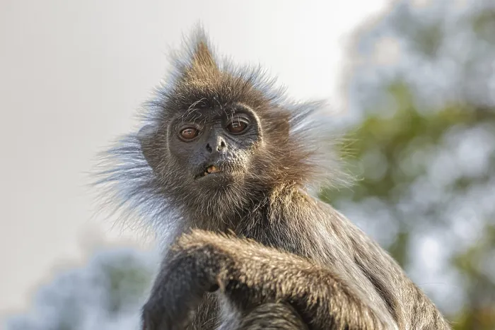 Framed Print : Portrait of Tufted Gray Langur Print, Malaysia City Park Framed Print : Portrait of Tufted Gray Langur Print, Malaysia City Park