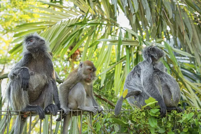Framed Print : Print of Tufted Gray Langur in Natural Habitat Framed Print : Print of Tufted Gray Langur in Natural Habitat