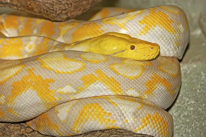 Framed Print : Albino Reticulation Python Print Framed Print : Albino Reticulation Python Print