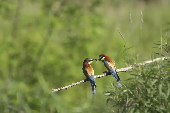 Framed Print : Bee-eater (Merops apiaster) Print