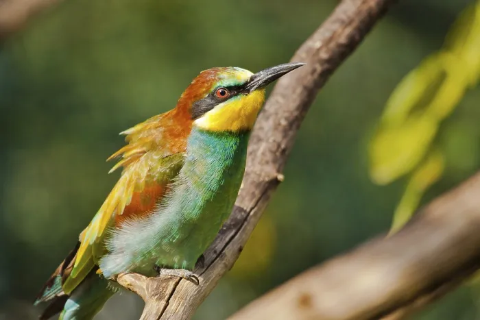 Framed Print : Bee-eater (Merops apiaster) Print Framed Print : Bee-eater (Merops apiaster) Print