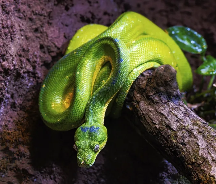 Framed Print : Closeup of a Green Tree Python Snake Print