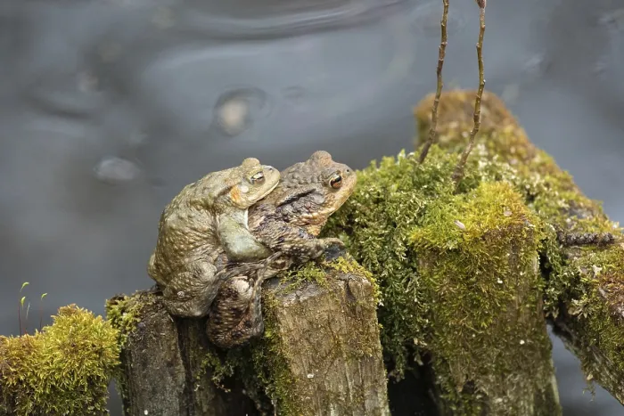 Framed Print : Common Toad (Bufo bufo) Print Framed Print : Common Toad (Bufo bufo) Print